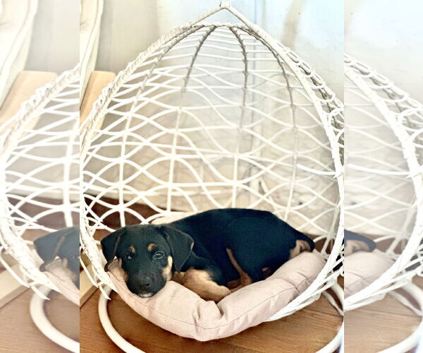 Medium Photo #5 Doberman Pinscher-Unknown Mix Puppy For Sale in Buffalo, MN, USA