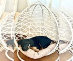 Small #4 Doberman Pinscher Mix
