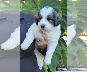 Goldendoodle-Great Pyrenees Mix Puppy for sale in EAST FALMOUTH, MA, USA