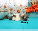 Benny - Male Poodle (Toy) Puppy for Sale - Photo #14