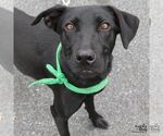 Small #7 Labrador Retriever Mix
