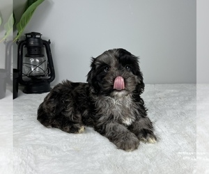 Cockapoo Puppy for sale in FRANKLIN, IN, USA