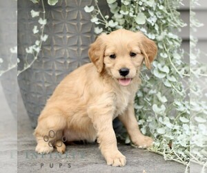 Golden Retriever Puppy for sale in STRASBURG, PA, USA