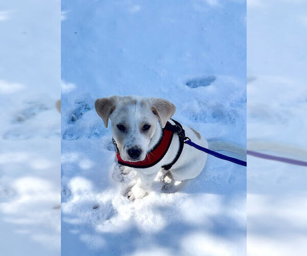 Medium Photo #7 Labrador Retriever-Unknown Mix Puppy For Sale in Holly Springs, NC, USA
