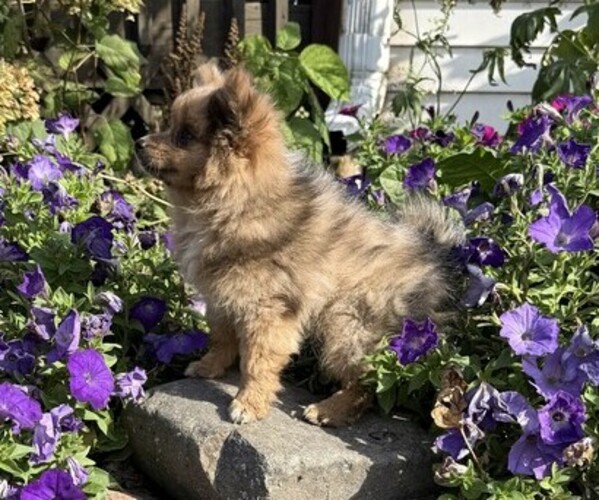 Medium Photo #2 Pomeranian Puppy For Sale in OWEN, WI, USA