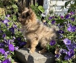Happy - Male Pomeranian Puppy for Sale - Photo #2