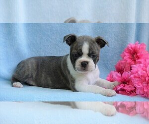 Boston Terrier Puppy for sale in FREDERICKSBG, OH, USA