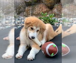 Small #3 Great Pyrenees