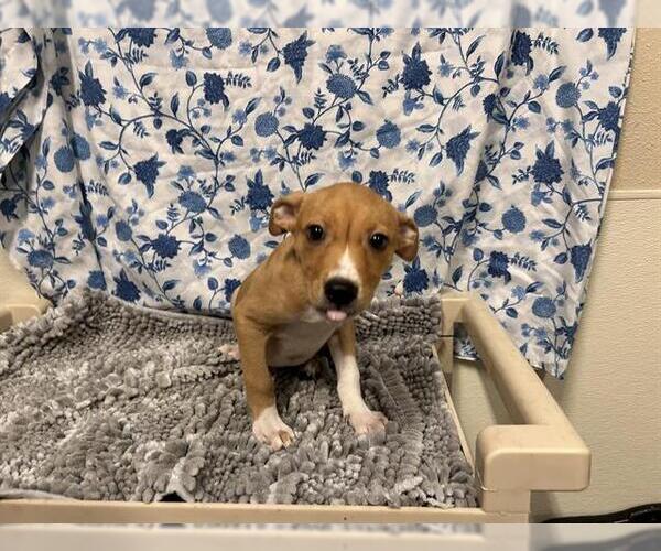Medium Photo #1 Mutt Puppy For Sale in Modesto, CA, USA
