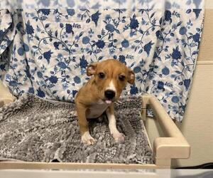 Mutt Dogs for adoption in Modesto, CA, USA