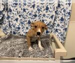 Small Mutt