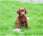 Small #14 Labrador Retriever