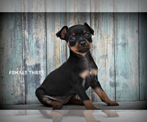 Miniature Pinscher Puppy for sale in NILES, MI, USA