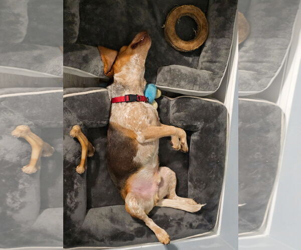 Medium Photo #3 Beagle Puppy For Sale in Tampa, FL, USA