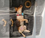 Small #2 Beagle