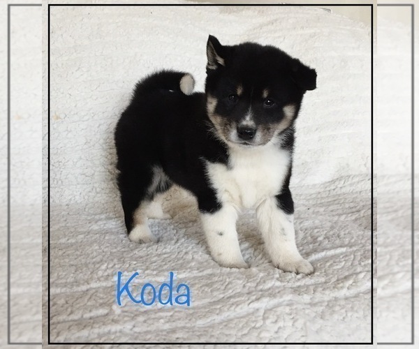 Medium Photo #1 Shiba Inu Puppy For Sale in FULTON, MO, USA