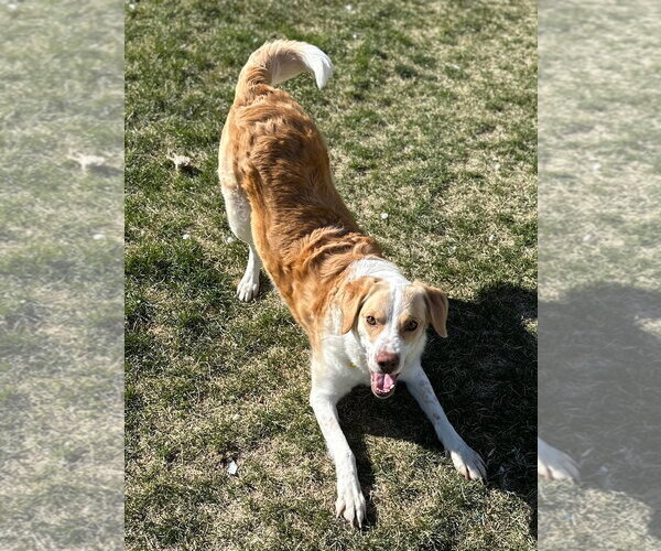 Medium Photo #8 Border Collie Puppy For Sale in Sandy, UT, USA