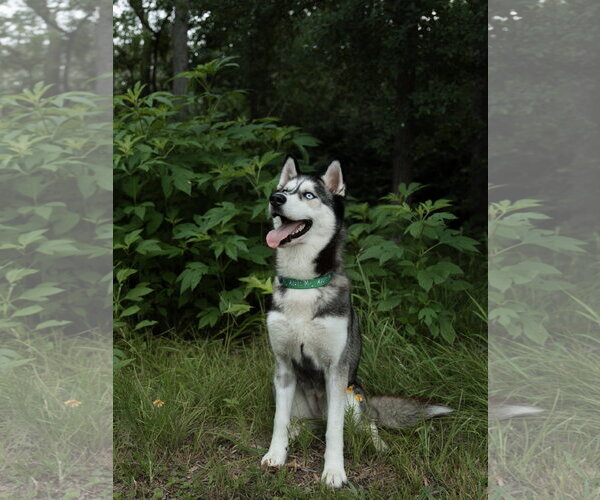 Medium Photo #4 Siberian Husky Puppy For Sale in Carrollton, TX, USA