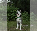 Small #3 Siberian Husky