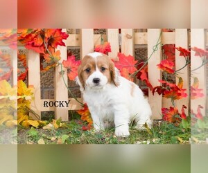 Cavapoo Puppy for sale in CLARE, MI, USA