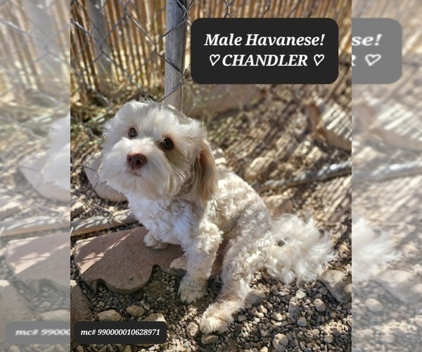 Medium Photo #1 Havanese Puppy For Sale in TUCSON, AZ, USA