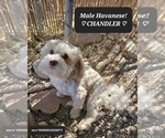 Small Photo #1 Havanese Puppy For Sale in TUCSON, AZ, USA