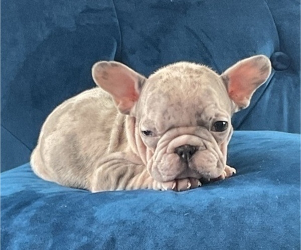 Medium Photo #24 French Bulldog Puppy For Sale in SAN MATEO, CA, USA