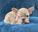 Small #23 French Bulldog