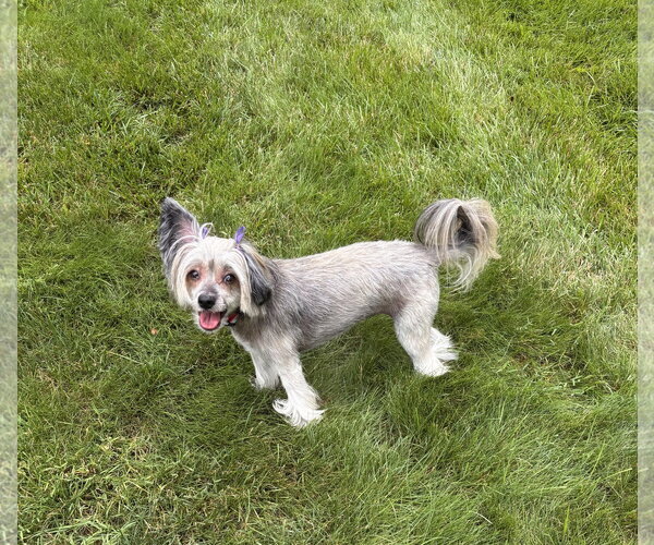 Medium Photo #1 Mutt Puppy For Sale in Erie, MI, USA