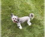 Small Mutt