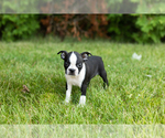 Small #16 Boston Terrier