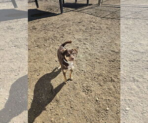 Australian Kelpie-Unknown Mix Dogs for adoption in Maquoketa, IA, USA