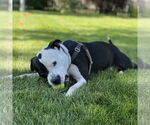 Small #7 American Pit Bull Terrier Mix