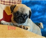 Small Photo #7 Pug Puppy For Sale in LEBANON, PA, USA