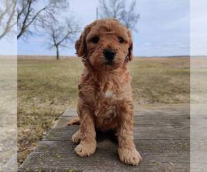 Goldendoodle-Poodle (Miniature) Mix Puppy for sale in COLBY, WI, USA