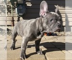 Small Photo #11 French Bulldog Puppy For Sale in KENDALL PARK, NJ, USA