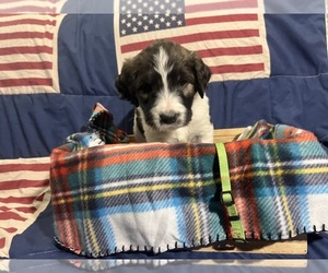 Saint Berdoodle Puppy for sale in ANNAWAN, IL, USA