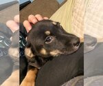 Small Photo #3 Basset Hound-Labrador Retriever Mix Puppy For Sale in New Hampton, NY, USA
