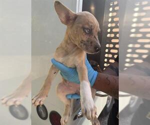 American Staffordshire Terrier-Unknown Mix Dogs for adoption in San Antonio, TX, USA