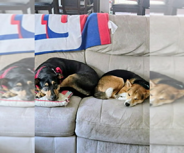 Medium Photo #8 Mutt Puppy For Sale in New York, NY, USA