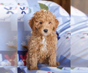 Goldendoodle (Miniature) Puppy for sale in MILWAUKEE, WI, USA