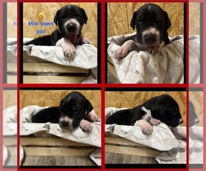 Great Dane Puppy for sale in MARSHVILLE, NC, USA