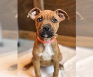 American Staffordshire Terrier-Boxer Mix Dogs for adoption in Dumont, NJ, USA