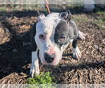SHY - Female American Pit Bull Terrier Dog for Adoption - Small photo