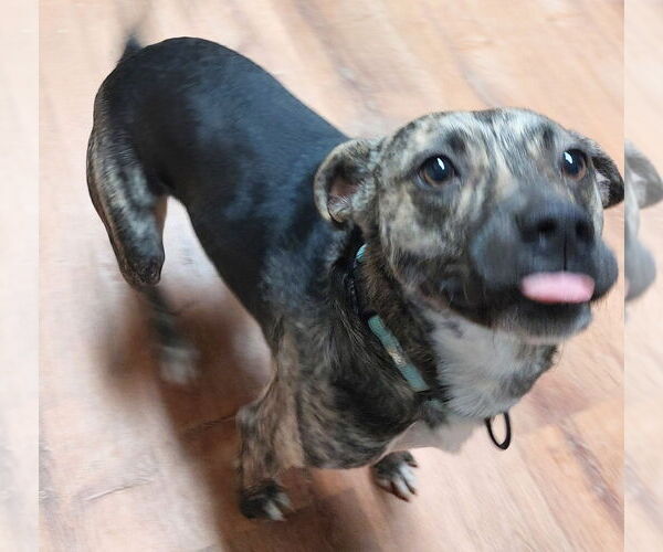 Medium Photo #4 Mountain Cur-Unknown Mix Puppy For Sale in Boston, MA, USA