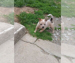Australian Cattle Dog Puppy for Sale in WEST ALEXANDRIA, Ohio USA