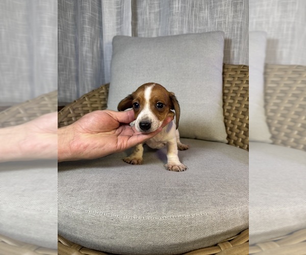 Medium Photo #9 Dachshund Puppy For Sale in ORLANDO, FL, USA