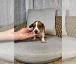 Small #8 Dachshund