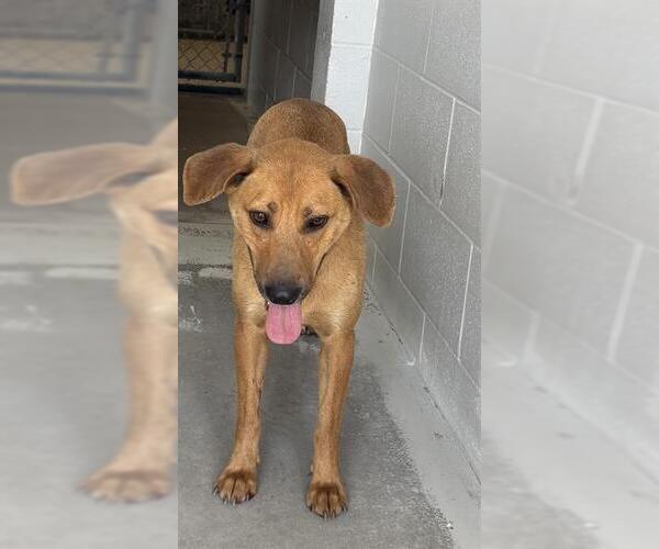 Medium Photo #1 Labrador Retriever-Unknown Mix Puppy For Sale in Rosenberg, TX, USA