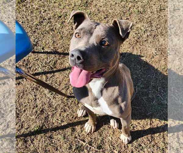 Medium Photo #3 American Pit Bull Terrier-Unknown Mix Puppy For Sale in Anniston, AL, USA